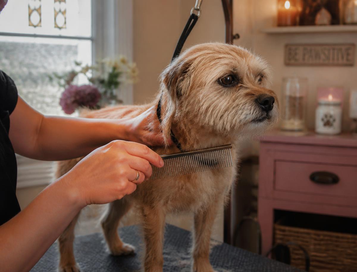 Gentle line-combing on a calm senior terrier